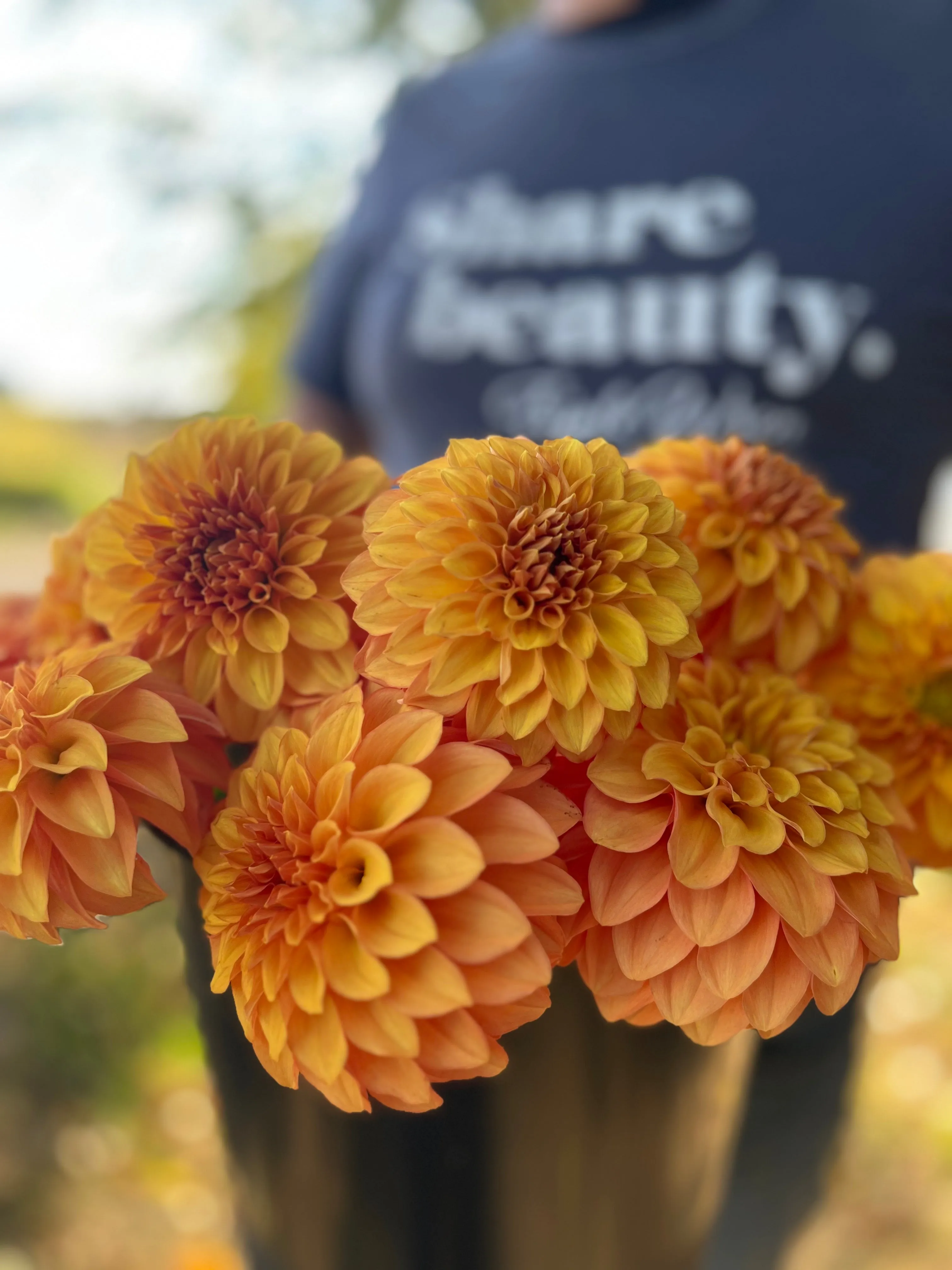 Bloomquist Mandrake Dahlia Tuber