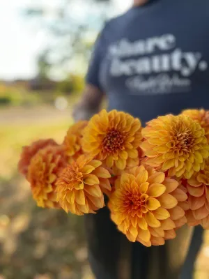 Bloomquist Mandrake Dahlia Tuber