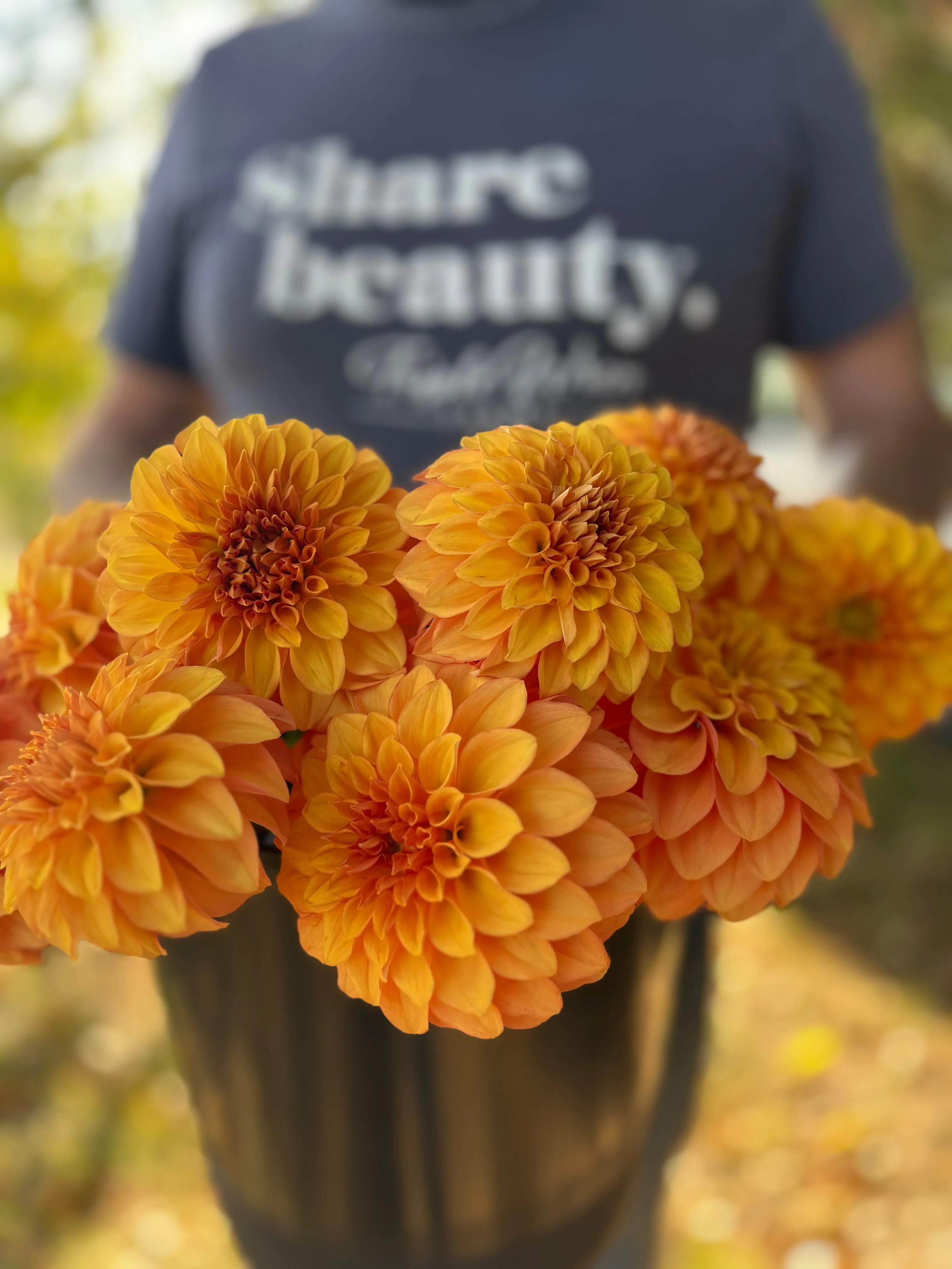 Bloomquist Mandrake Dahlia Tuber